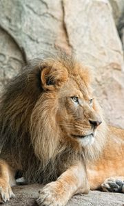 Preview wallpaper lion, predator, animal, paw, stones, wildlife