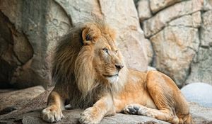Preview wallpaper lion, predator, animal, paw, stones, wildlife