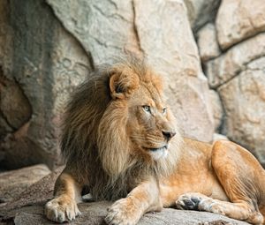 Preview wallpaper lion, predator, animal, paw, stones, wildlife