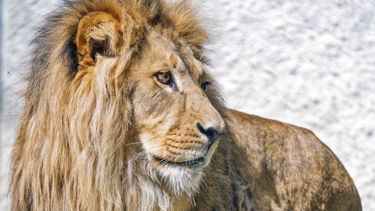 Wallpaper lion, predator, animal, wildlife, big cat