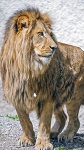Preview wallpaper lion, predator, animal, wildlife, big cat