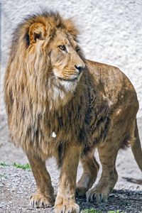 Preview wallpaper lion, predator, animal, wildlife, big cat