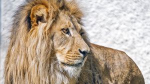 Preview wallpaper lion, predator, animal, wildlife, big cat