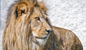 Preview wallpaper lion, predator, animal, wildlife, big cat