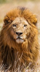 Preview wallpaper lion, predator, animal, wildlife, big cat, grass