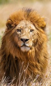 Preview wallpaper lion, predator, animal, wildlife, big cat, grass