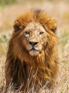 Preview wallpaper lion, predator, animal, wildlife, big cat, grass