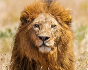 Preview wallpaper lion, predator, animal, wildlife, big cat, grass