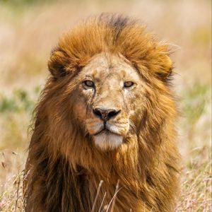 Preview wallpaper lion, predator, animal, wildlife, big cat, grass