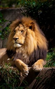 Preview wallpaper lion, predator, animal, wildlife, leaves