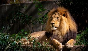 Preview wallpaper lion, predator, animal, wildlife, leaves