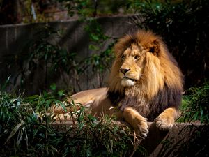 Preview wallpaper lion, predator, animal, wildlife, leaves