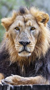 Preview wallpaper lion, predator, animal, wildlife, glance