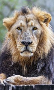 Preview wallpaper lion, predator, animal, wildlife, glance