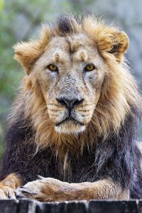 Preview wallpaper lion, predator, animal, wildlife, glance