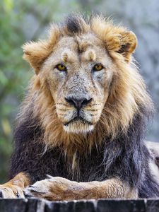 Preview wallpaper lion, predator, animal, wildlife, glance