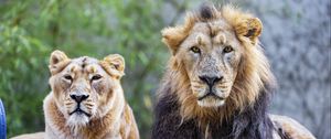 Preview wallpaper lion, predator, animal, wildlife, glance