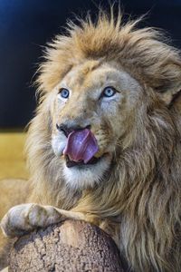 Preview wallpaper lion, predator, animal, lick, log