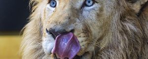Preview wallpaper lion, predator, animal, lick, log