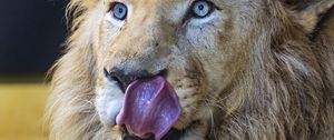 Preview wallpaper lion, predator, animal, lick, log
