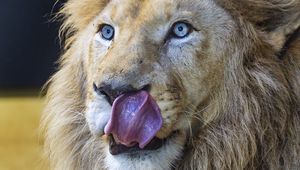 Preview wallpaper lion, predator, animal, lick, log
