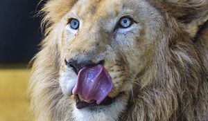 Preview wallpaper lion, predator, animal, lick, log