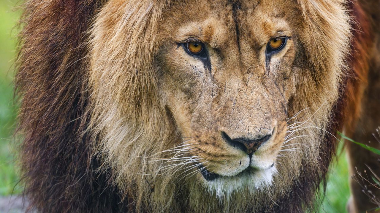 Wallpaper lion, predator, animal, paw, grass