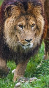 Preview wallpaper lion, predator, animal, paw, grass