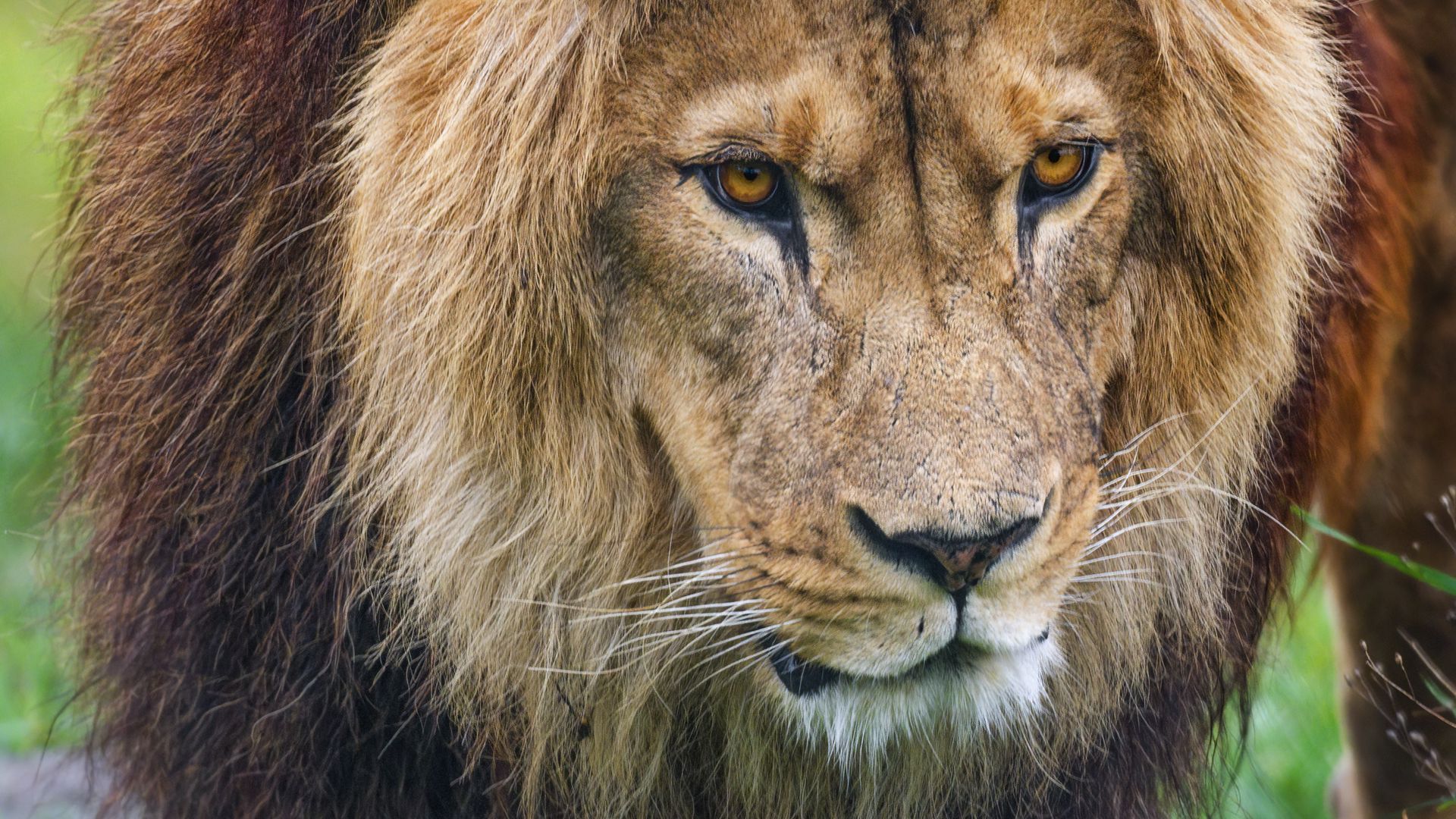 Download wallpaper 1920x1080 lion, predator, animal, paw, grass full hd ...