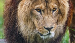 Preview wallpaper lion, predator, animal, paw, grass