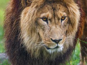 Preview wallpaper lion, predator, animal, paw, grass
