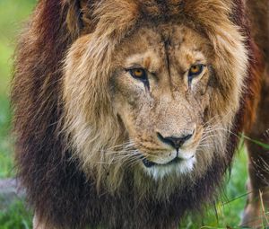 Preview wallpaper lion, predator, animal, paw, grass