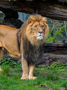 Preview wallpaper lion, predator, animal, big cat, grass