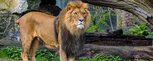 Preview wallpaper lion, predator, animal, big cat, grass