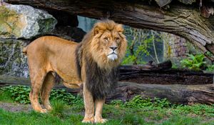 Preview wallpaper lion, predator, animal, big cat, grass