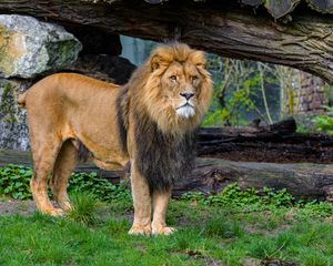 Preview wallpaper lion, predator, animal, big cat, grass