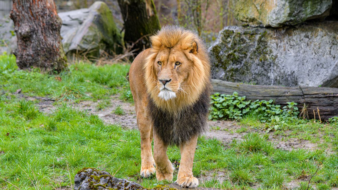 Wallpaper lion, predator, animal, big cat, grass, trees