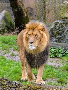 Preview wallpaper lion, predator, animal, big cat, grass, trees