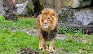 Preview wallpaper lion, predator, animal, big cat, grass, trees
