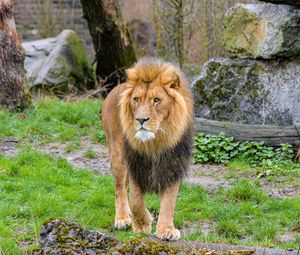 Preview wallpaper lion, predator, animal, big cat, grass, trees