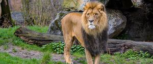 Preview wallpaper lion, predator, animal, stone, big cat, wild
