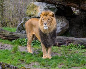Preview wallpaper lion, predator, animal, stone, big cat, wild