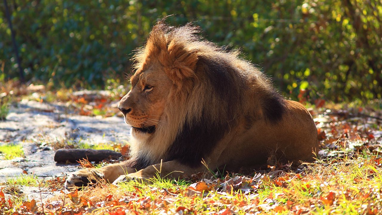 Wallpaper lion, predator, autumn, foliage