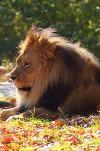Preview wallpaper lion, predator, autumn, foliage