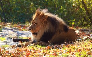 Preview wallpaper lion, predator, autumn, foliage