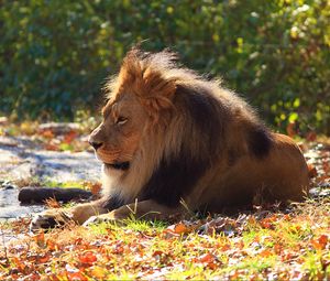 Preview wallpaper lion, predator, autumn, foliage