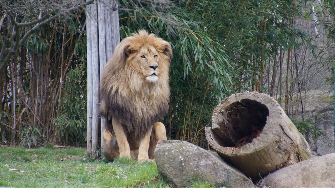 Wallpaper lion, predator, beast, grass