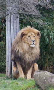 Preview wallpaper lion, predator, beast, grass