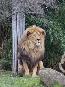 Preview wallpaper lion, predator, beast, grass