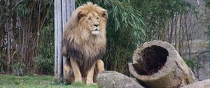 Preview wallpaper lion, predator, beast, grass